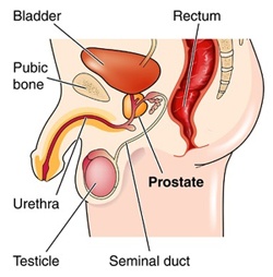 male reproductive system